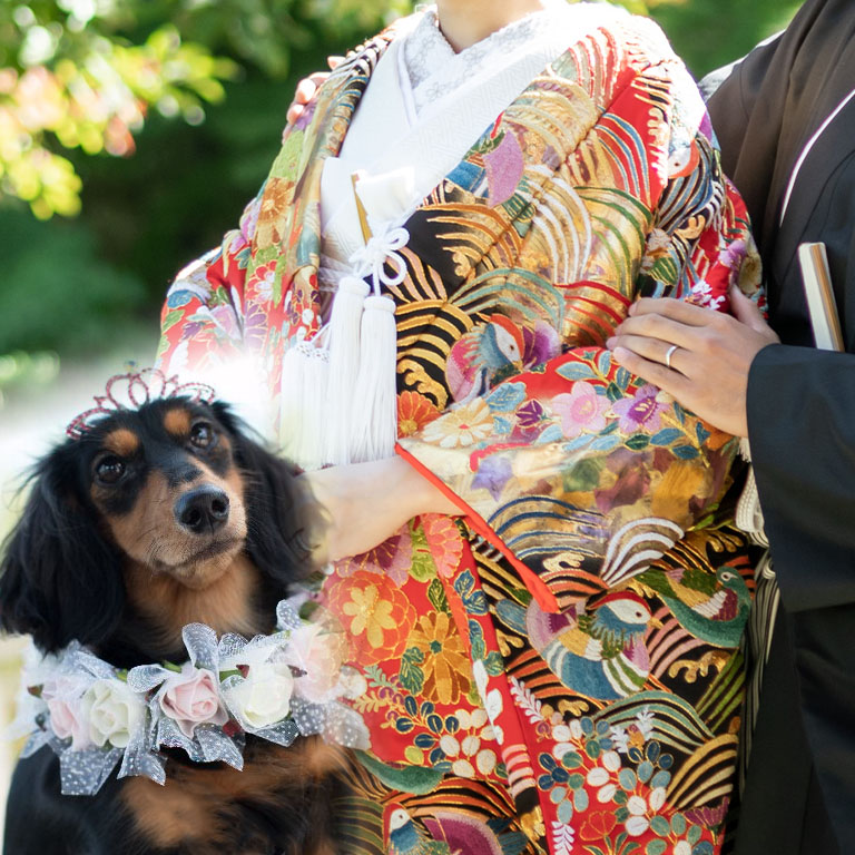 愛犬とフォトウェディング 前撮り ロケーション撮影 和装 色打掛 紋付袴 新郎新婦