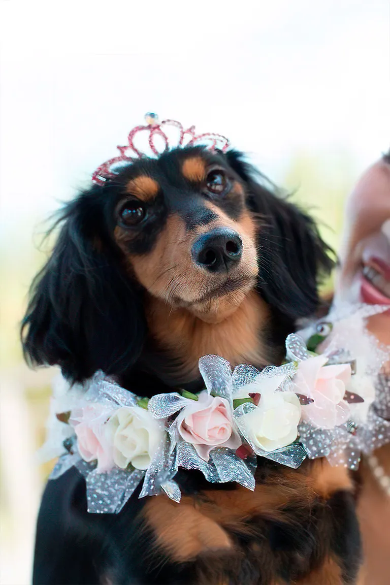 ティアラを乗せた愛犬と一緒にフォトウェディング・前撮り