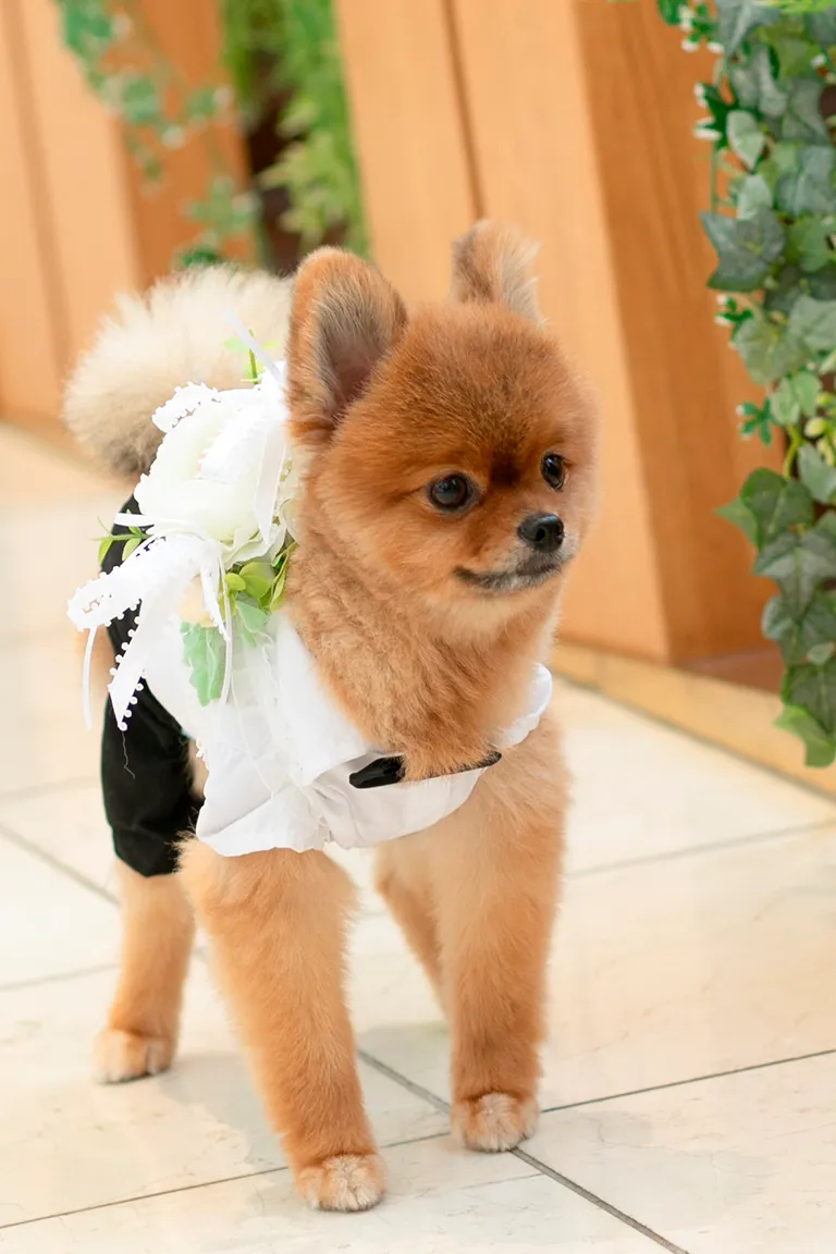 バージンロードを歩く愛犬と一緒にフォトウェディング・前撮り