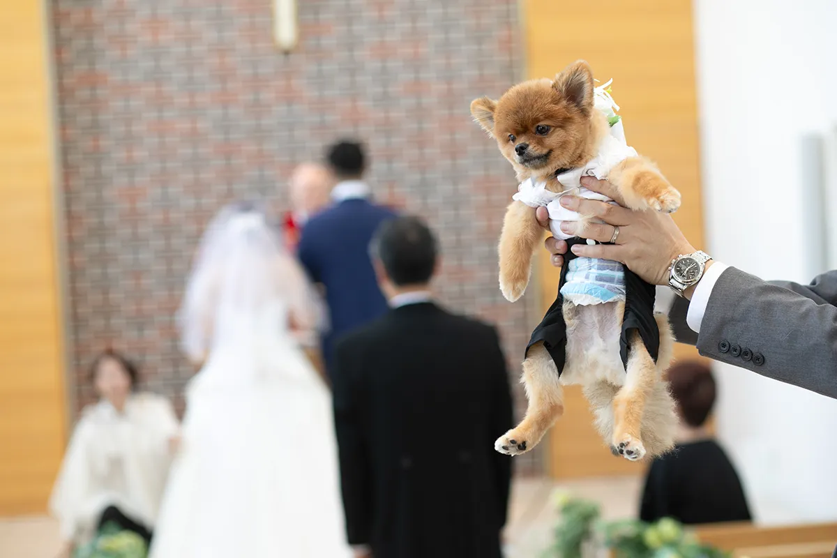 チャペルで愛犬と一緒にフォトウェディング・前撮り